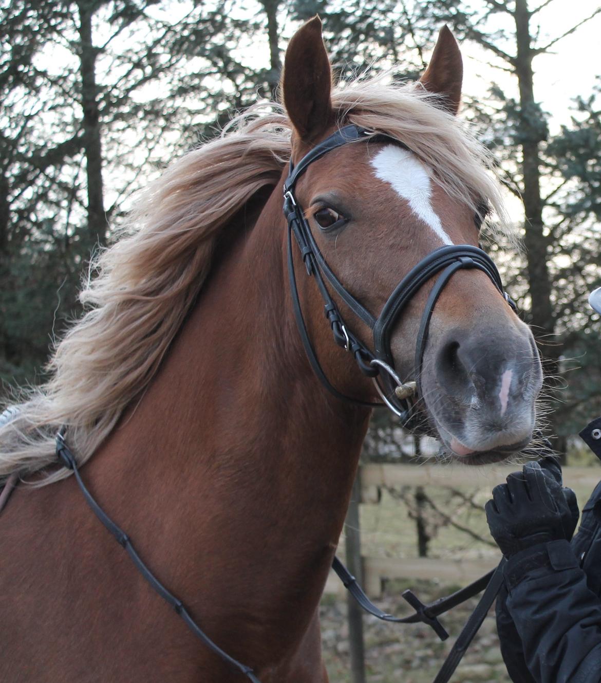 Welsh Cob (sec D) SIRIUS-S (DNK) billede 18