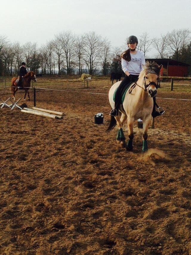 Fjordhest Thilde billede 22