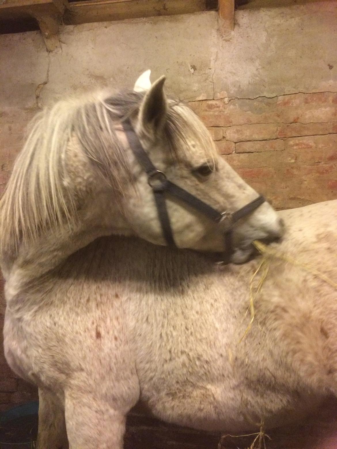 Pura Raza Española Generosa C.  billede 2