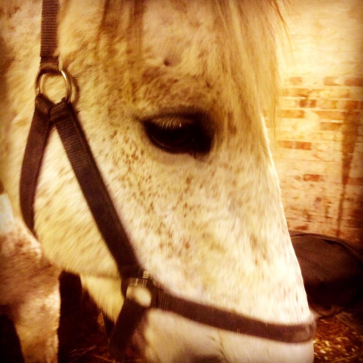 Pura Raza Española Generosa C.  billede 1