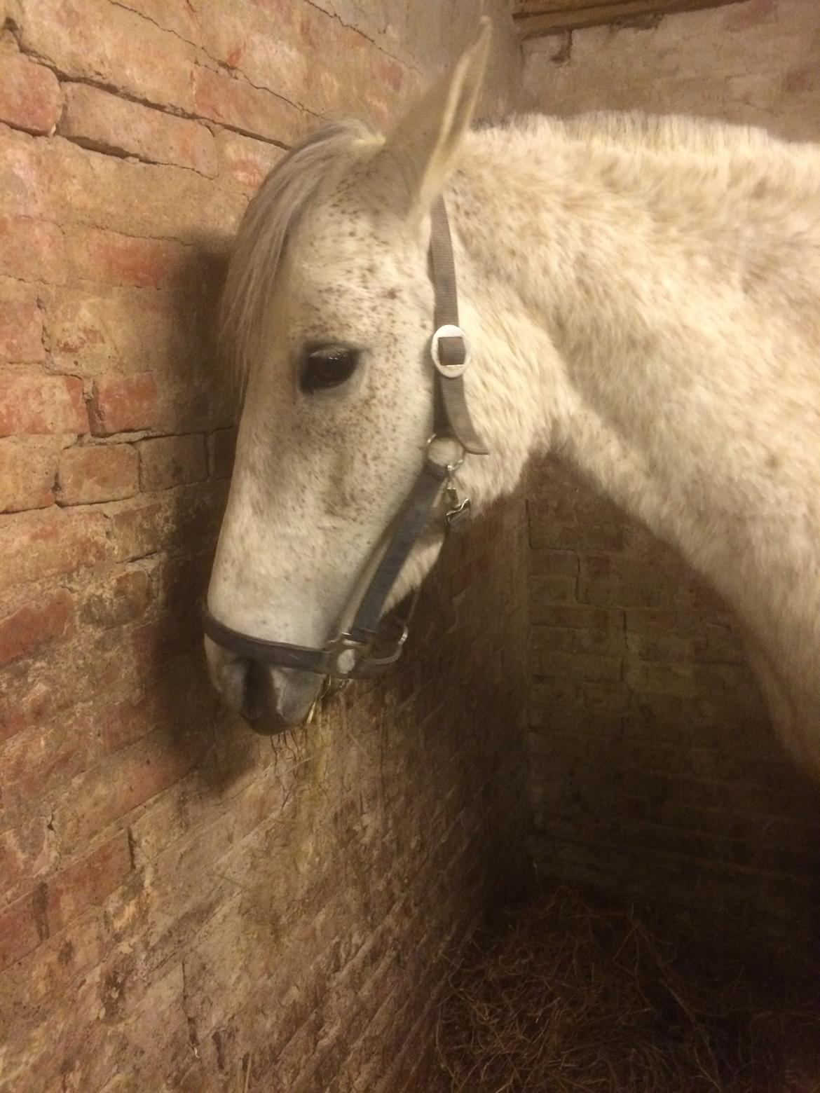 Pura Raza Española Generosa C.  billede 3