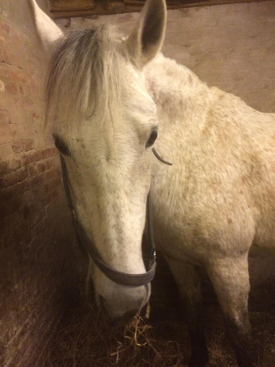 Pura Raza Española Generosa C.  billede 4