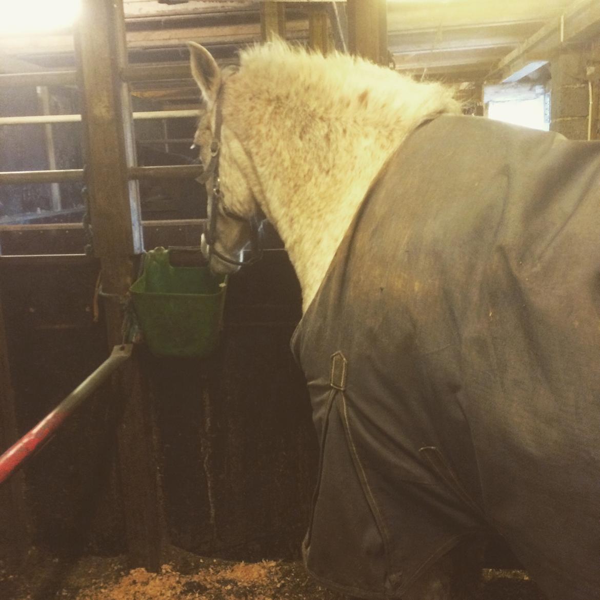 Pura Raza Española Generosa C.  billede 5