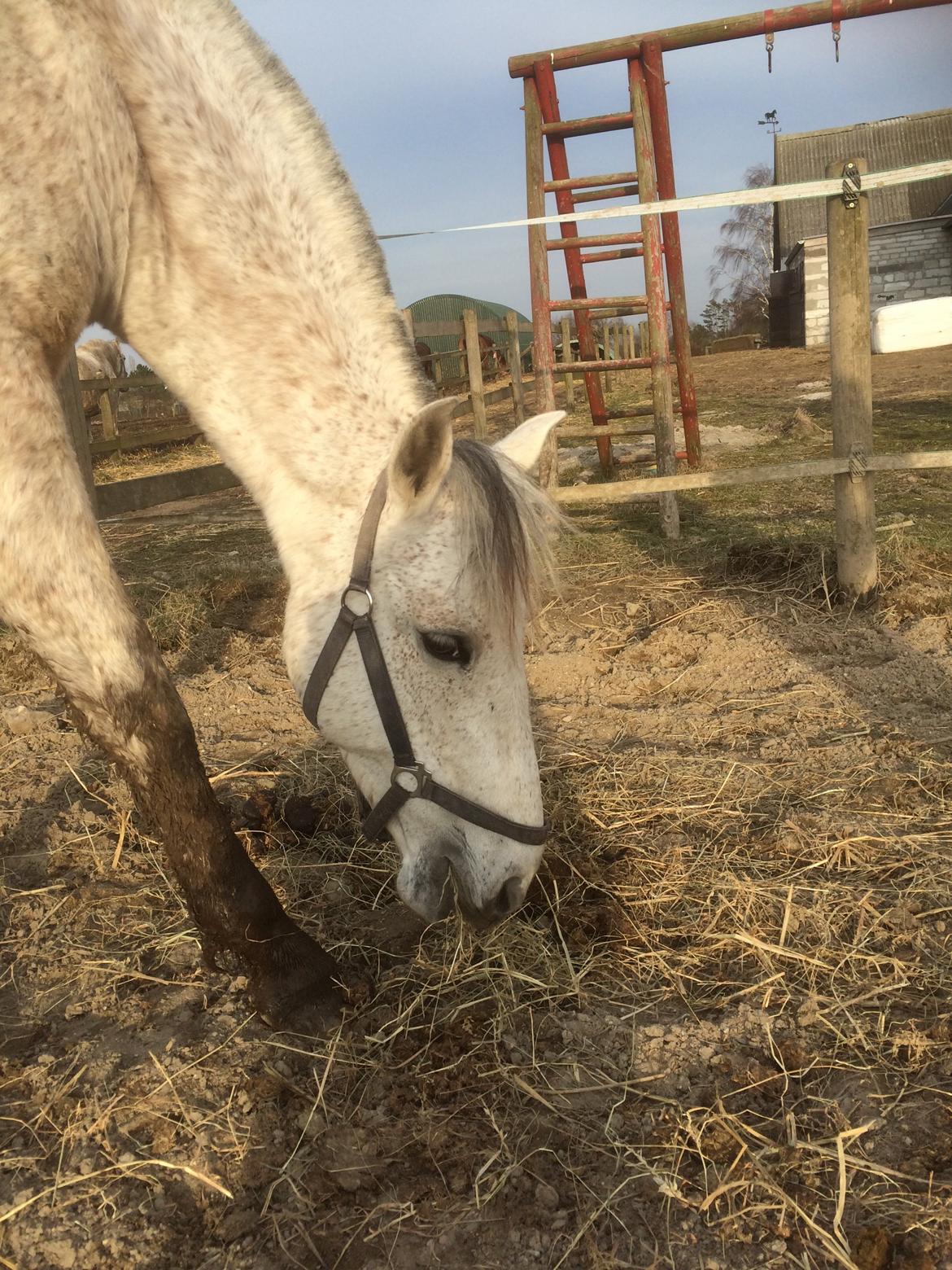 Pura Raza Española Generosa C.  billede 7