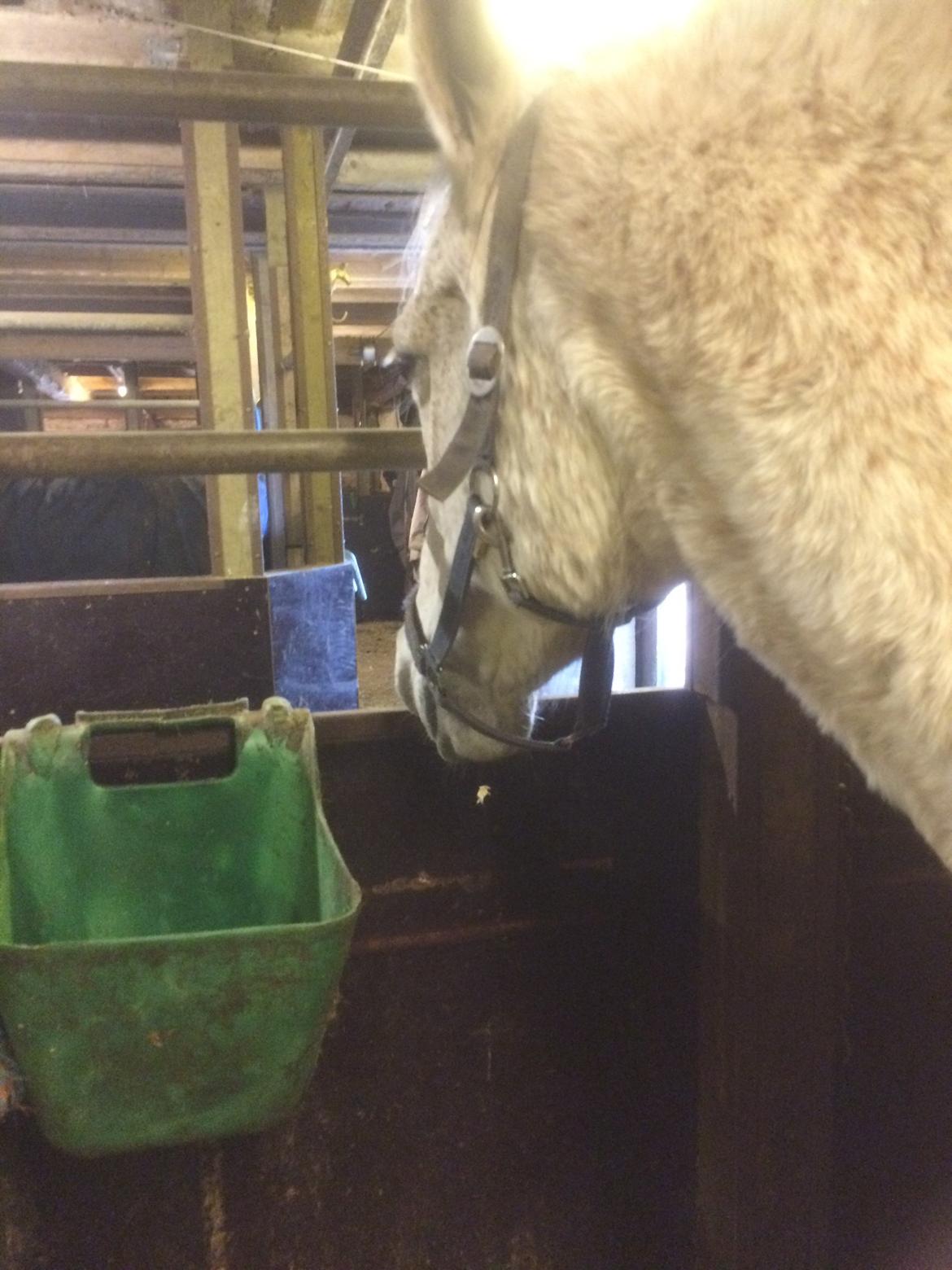 Pura Raza Española Generosa C.  billede 6