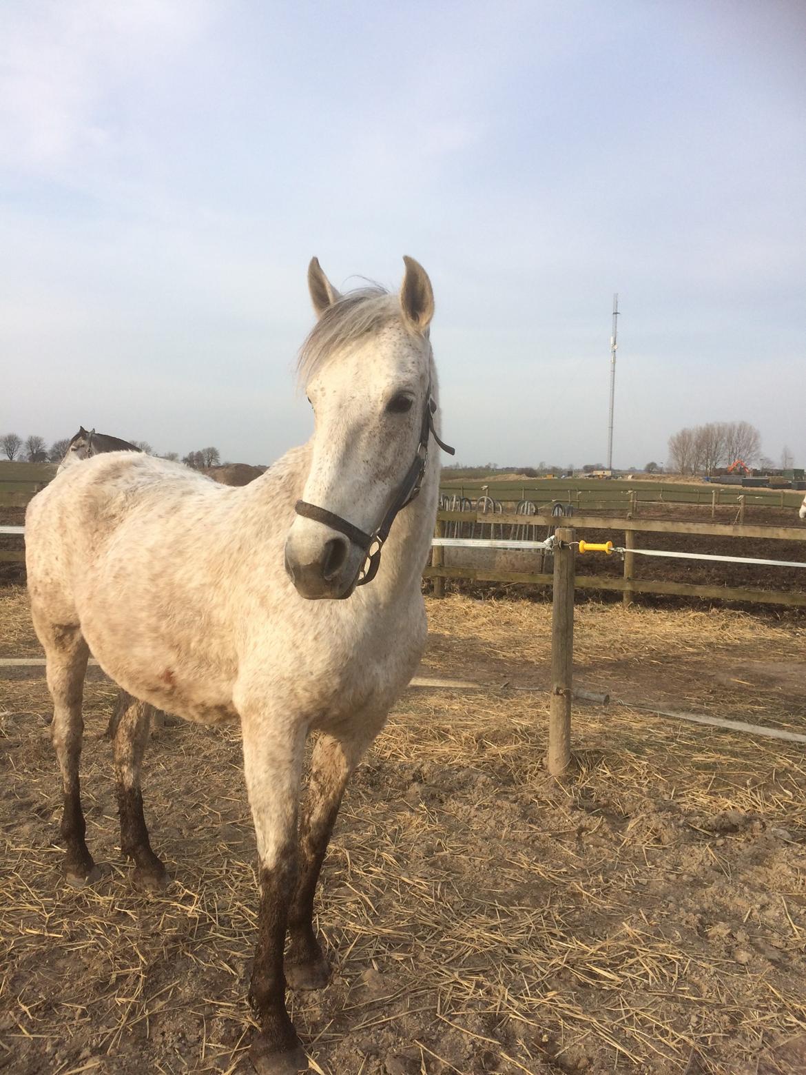 Pura Raza Española Generosa C.  billede 8