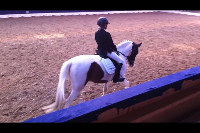 Anden særlig race Soya billede 3