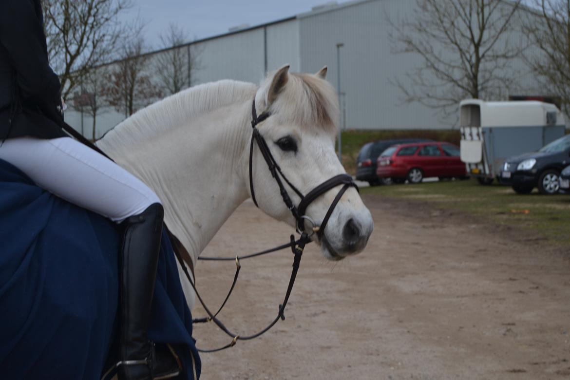 Fjordhest Lyngholms Arcon billede 31