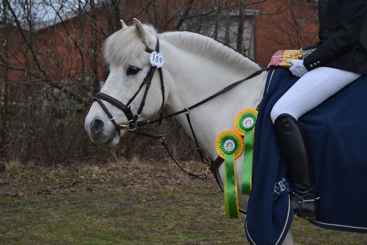 Fjordhest Lyngholms Arcon billede 11