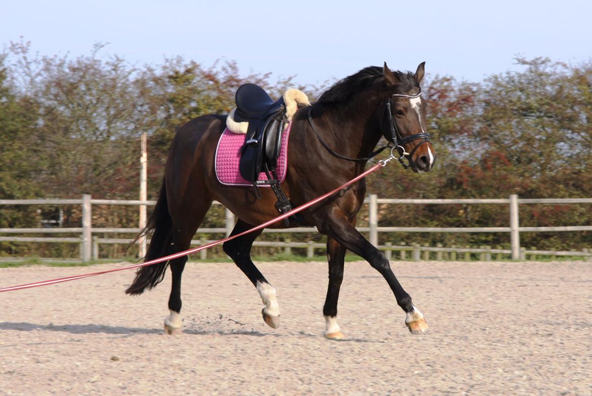 Holstener Waltea billede 4