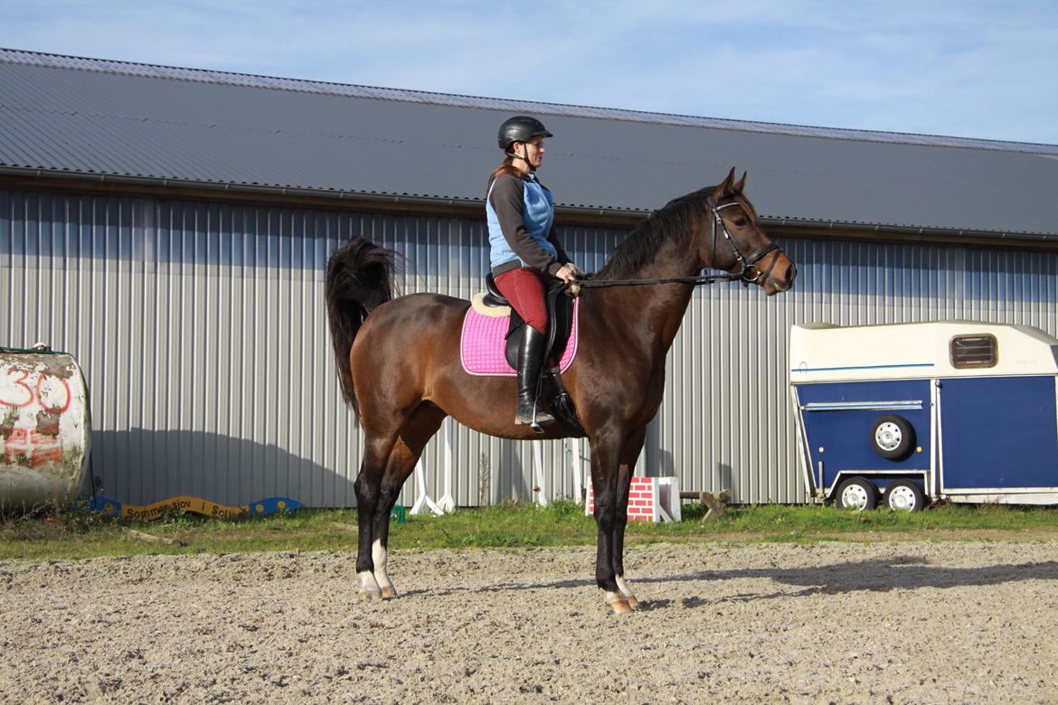 Holstener Waltea billede 5