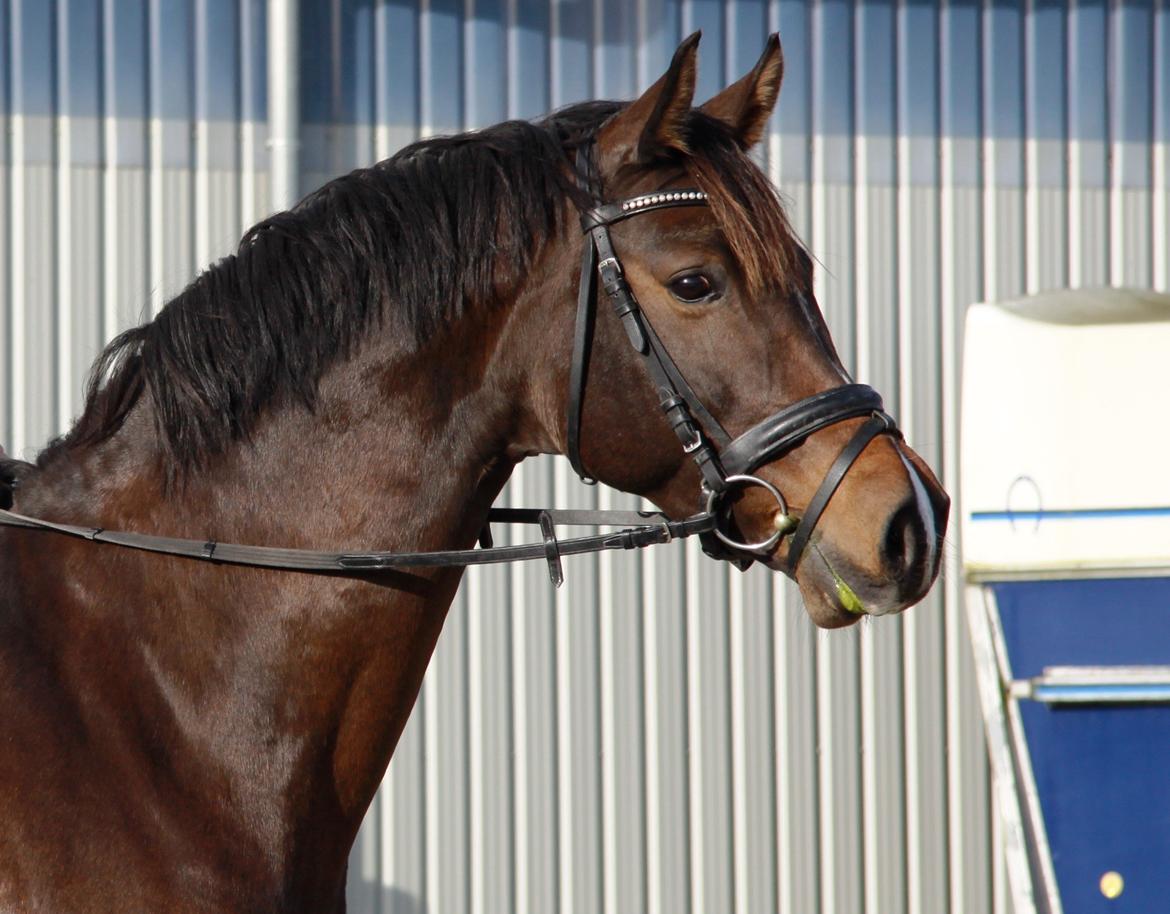 Holstener Waltea billede 1