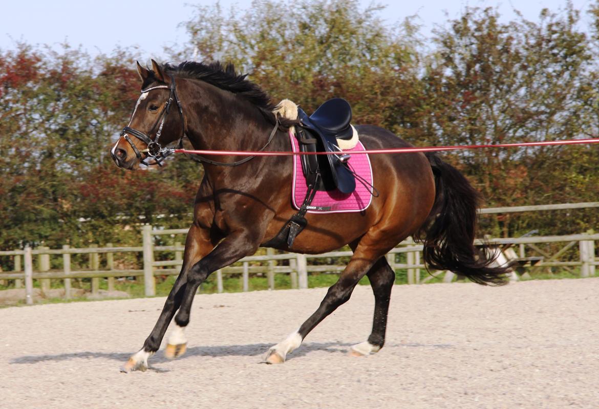 Holstener Waltea billede 3