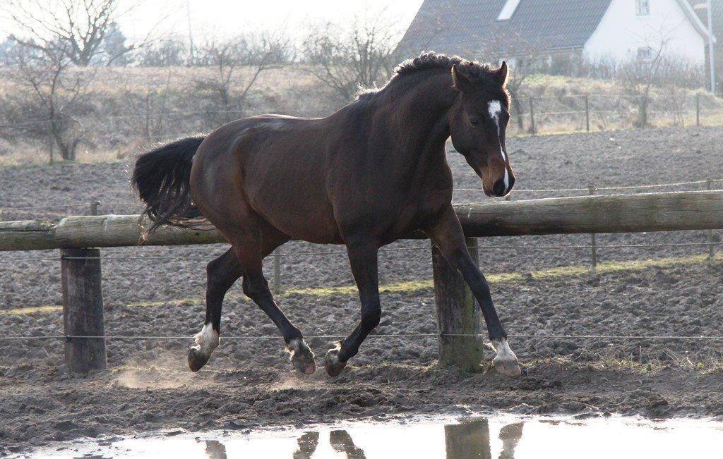 Holstener Waltea billede 9