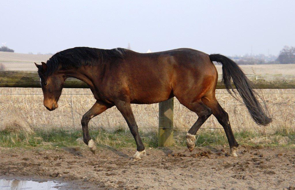 Holstener Waltea billede 10