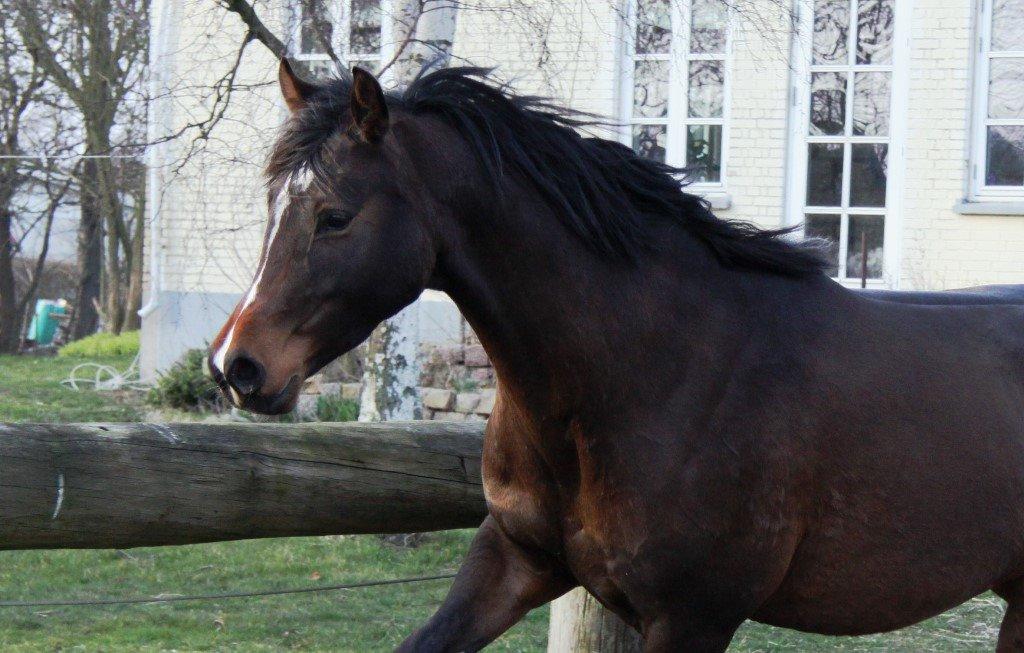 Holstener Waltea billede 11