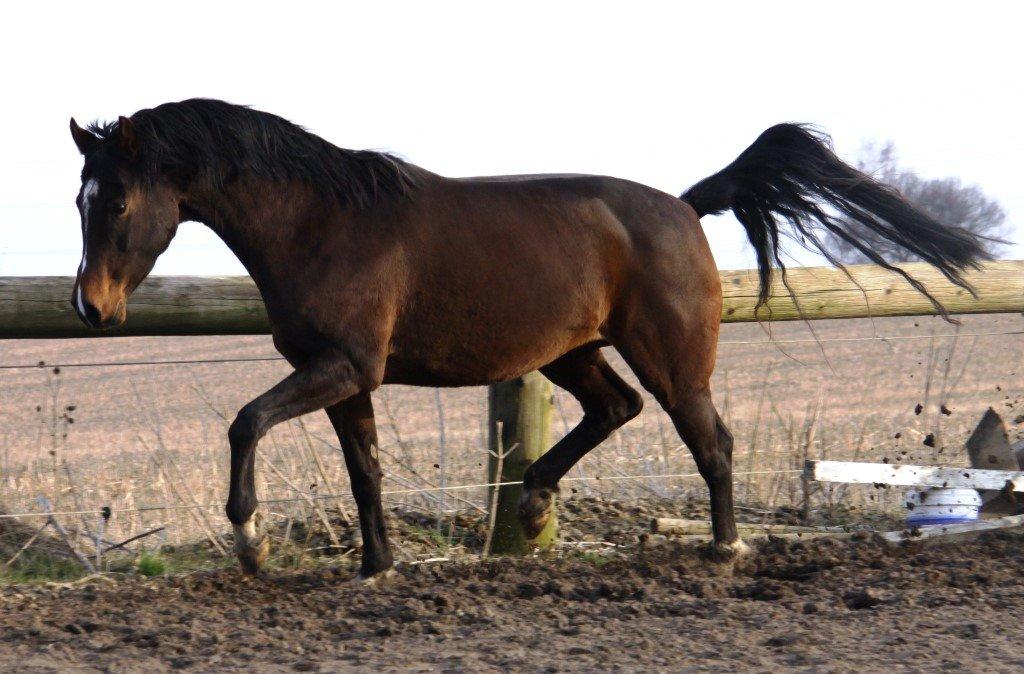 Holstener Waltea billede 8