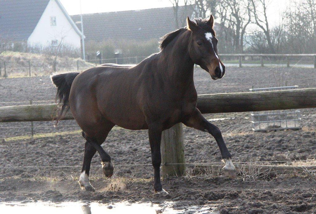 Holstener Waltea billede 13