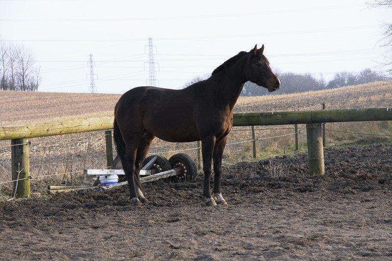 Holstener Waltea billede 14