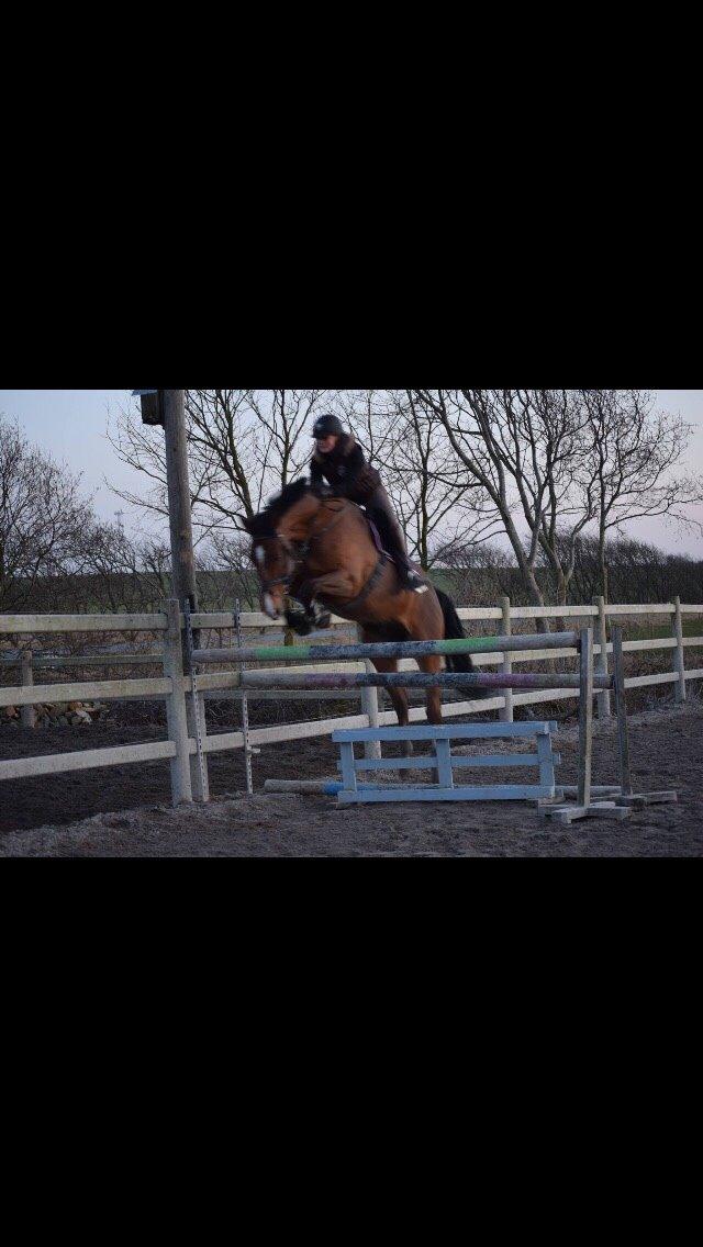 Dansk Varmblod HOLMGÅRDS QUILET billede 20