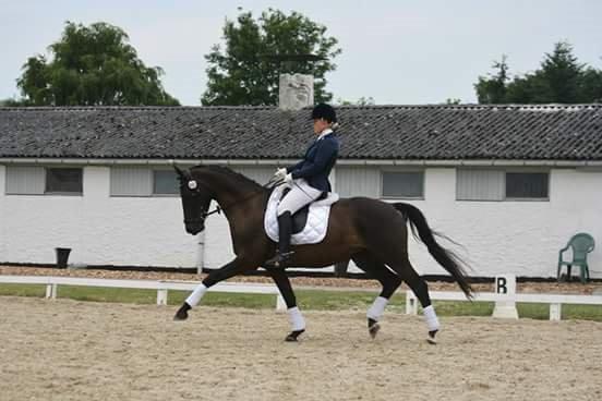 Trakehner Kayla Dyrhave - trakehner sommerstævne 2014 billede 13