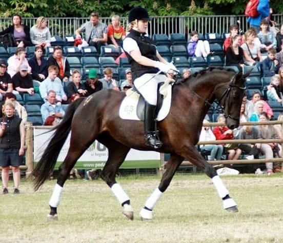 Trakehner Kayla Dyrhave - Roskilde dyrskue 2014 billede 14