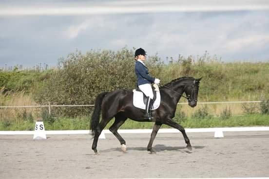 Trakehner Kayla Dyrhave - la2 c-stævne 67% billede 16