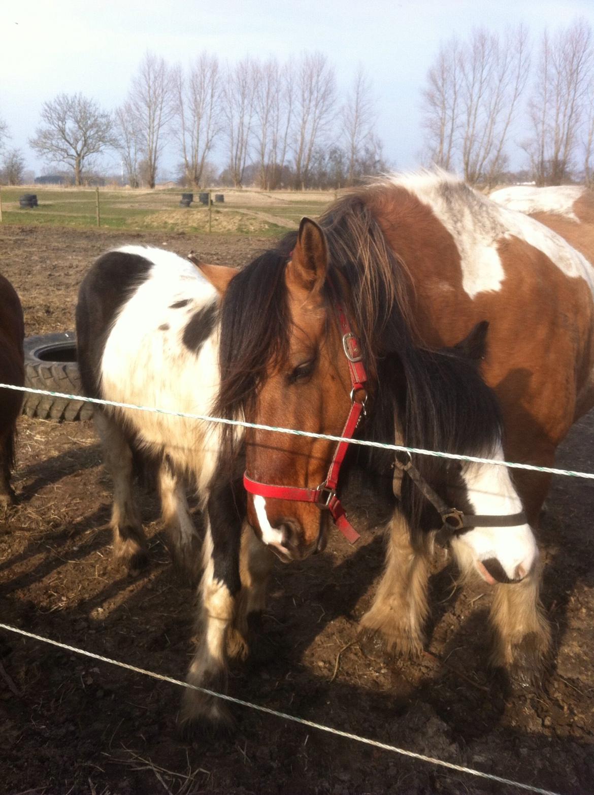 Irish Cob Crossbreed sunrise billede 20