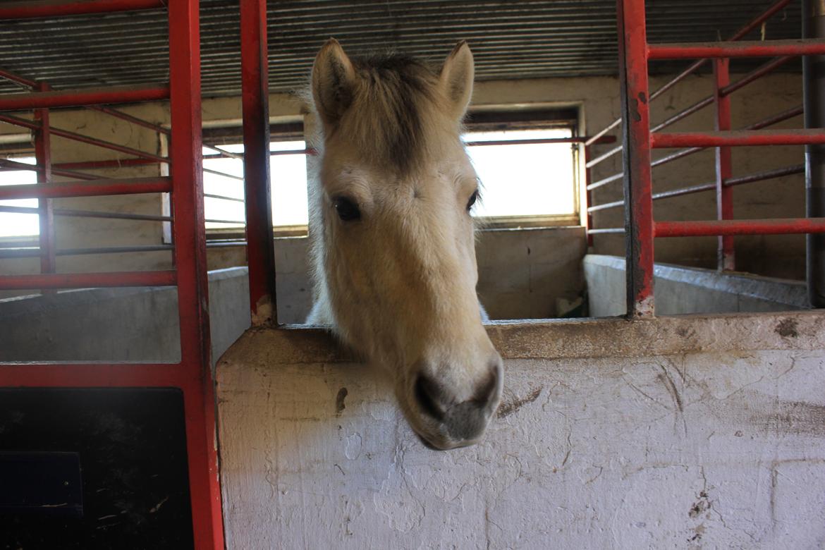 Fjordhest Bjørk Bindernæs (Følle) [Elevhest] billede 16