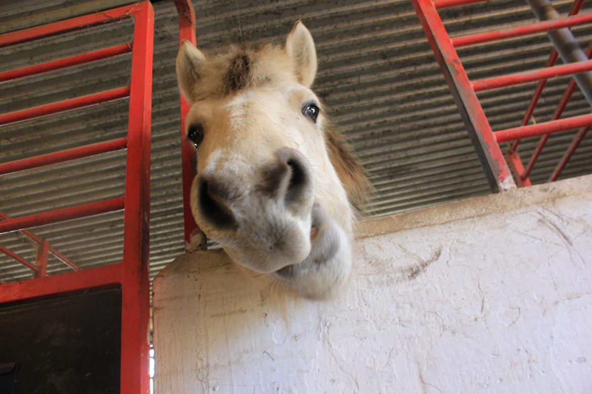 Fjordhest Bjørk Bindernæs (Følle) [Elevhest] billede 17