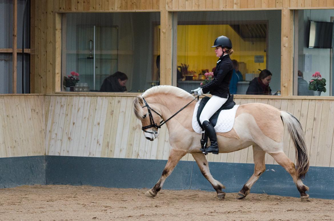 Fjordhest Franka Vårby billede 19