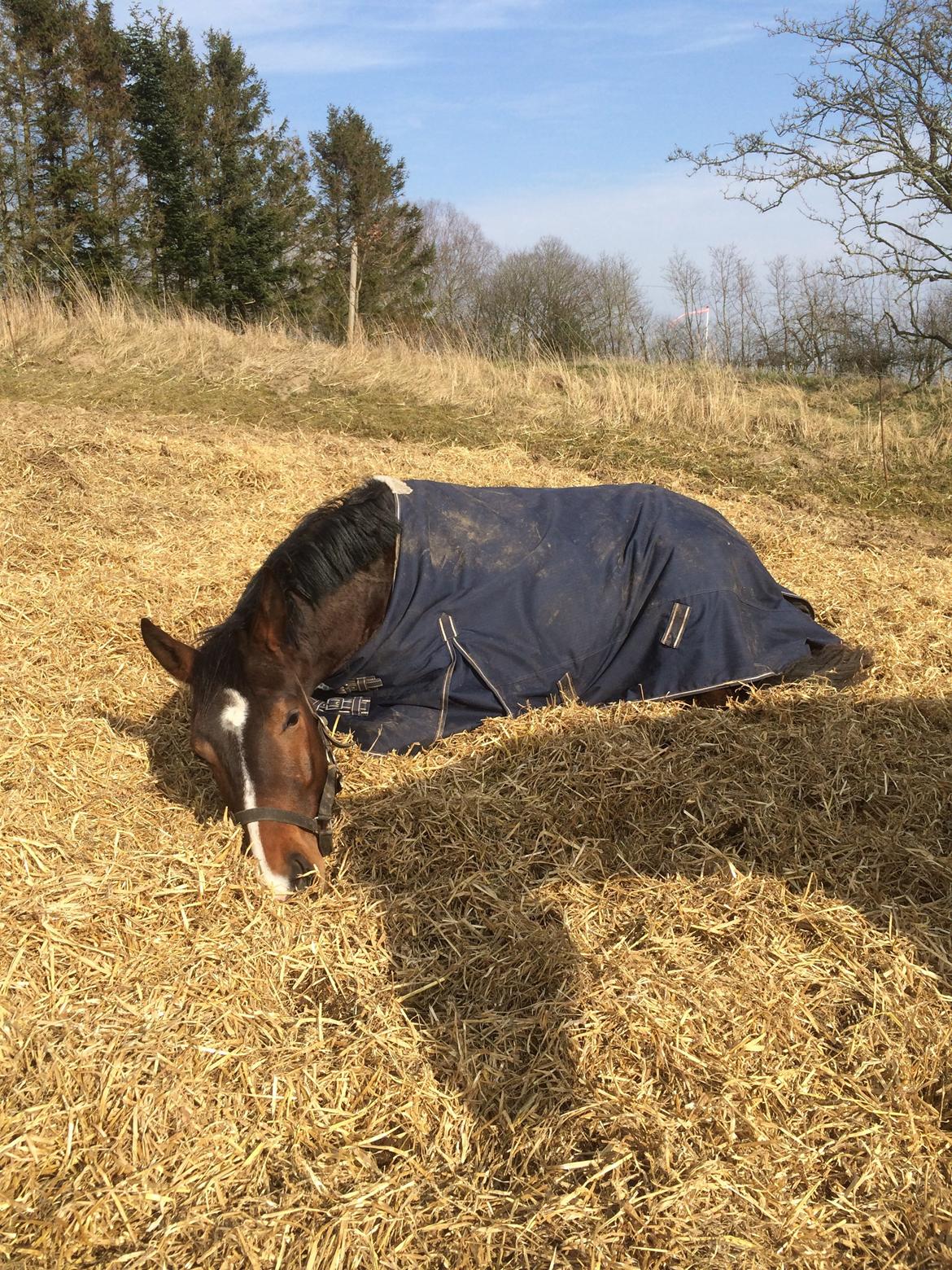 Pinto Hoelgaard´s Don Chirico billede 14