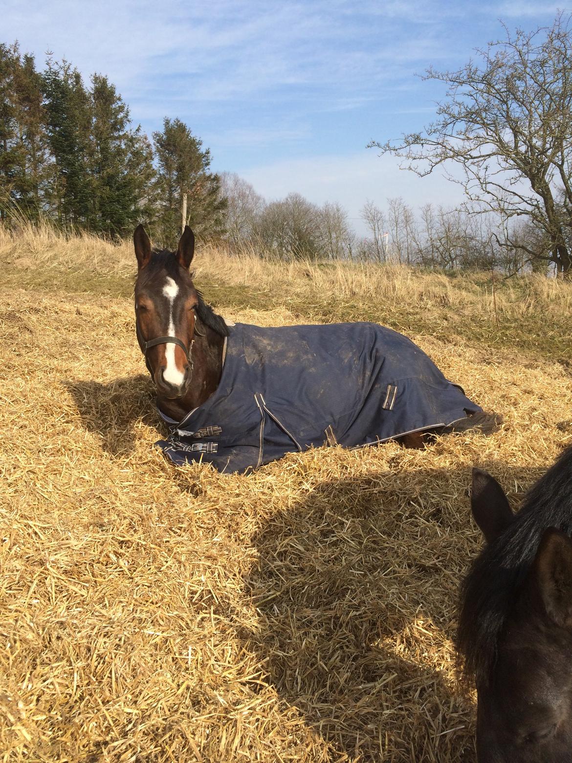 Pinto Hoelgaard´s Don Chirico billede 15