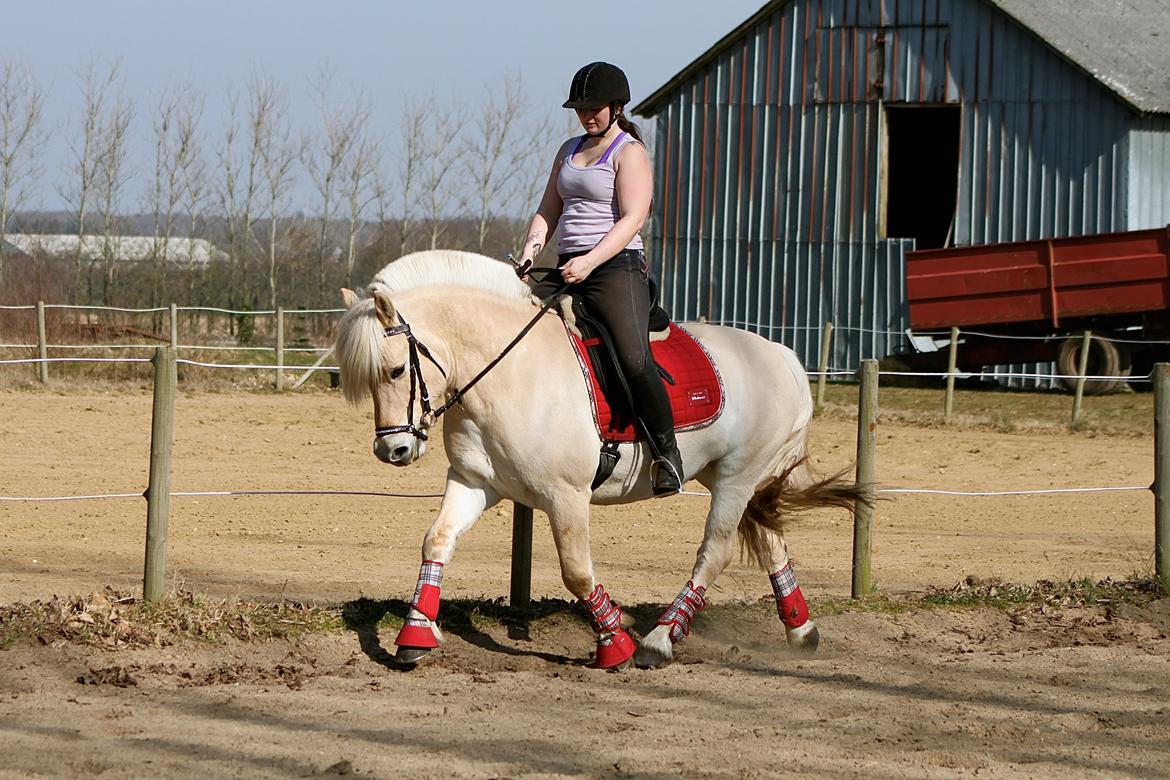 Fjordhest Højgaards Krokant billede 16