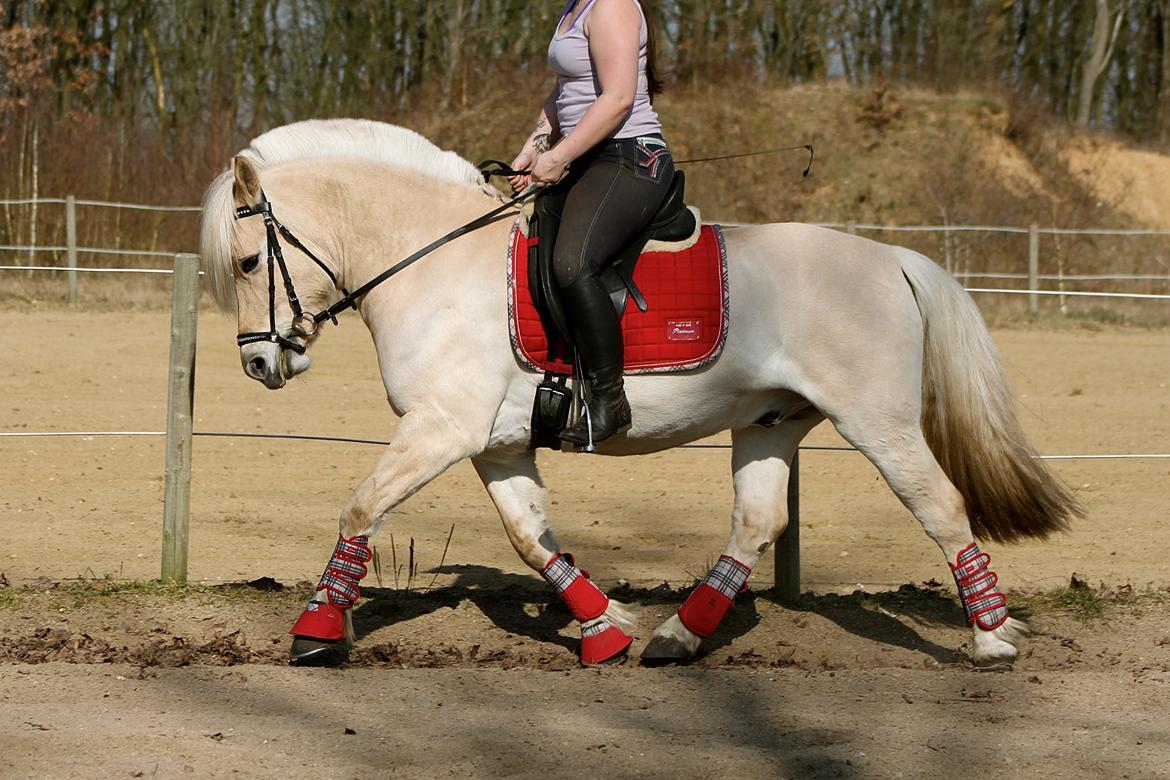 Fjordhest Højgaards Krokant billede 17