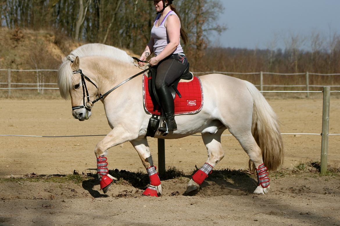 Fjordhest Højgaards Krokant billede 11