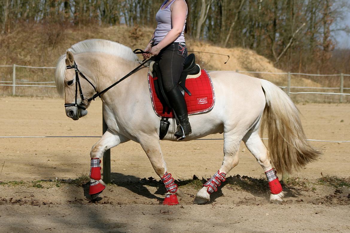 Fjordhest Højgaards Krokant billede 21
