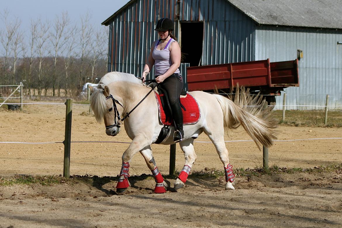 Fjordhest Højgaards Krokant billede 13