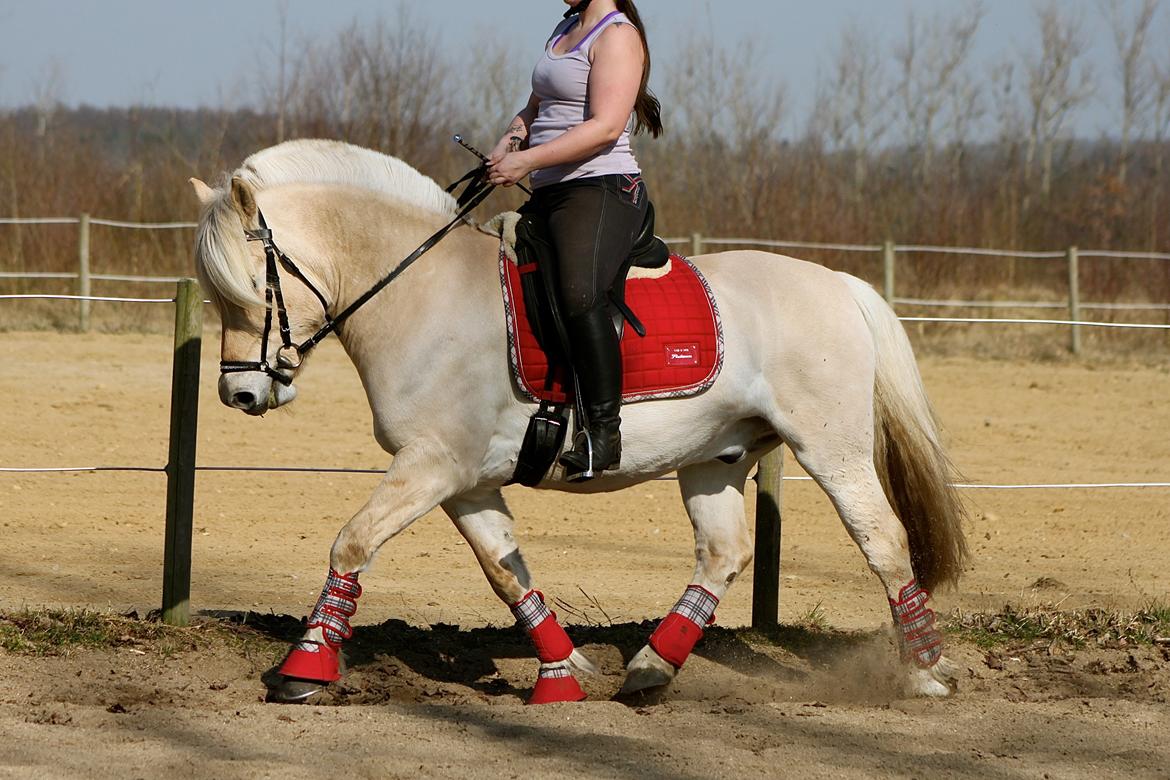 Fjordhest Højgaards Krokant billede 23