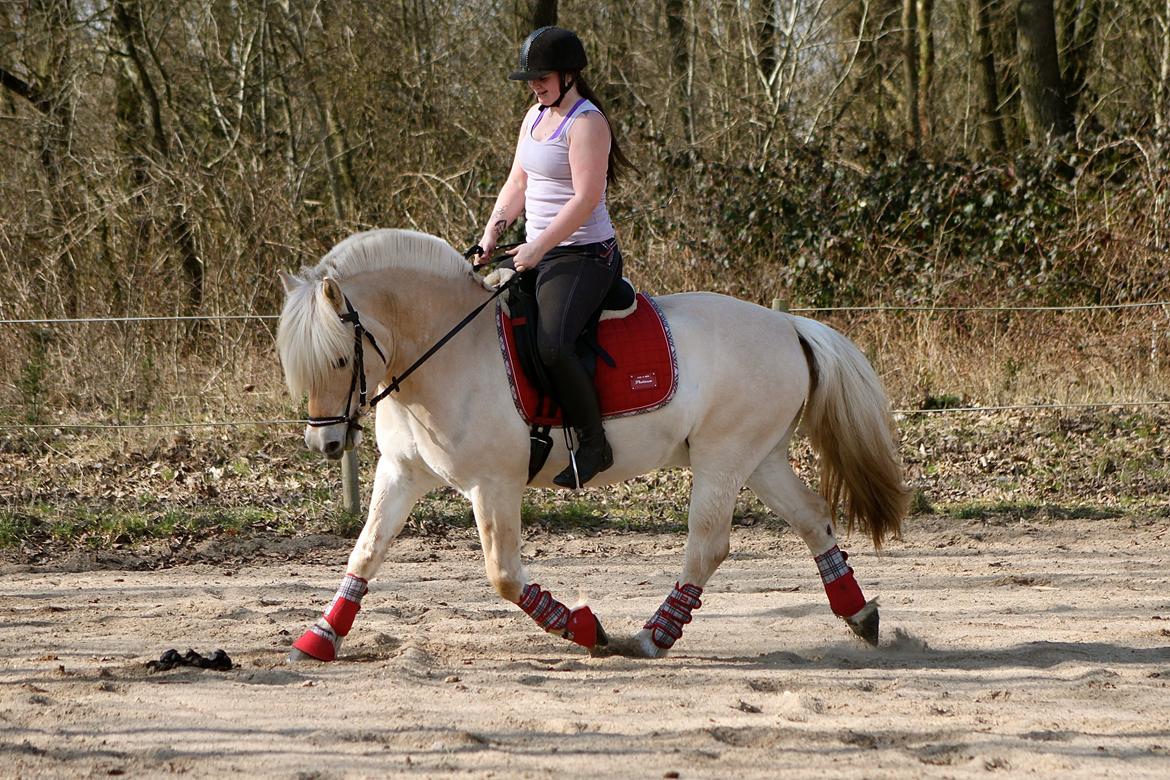 Fjordhest Højgaards Krokant billede 33