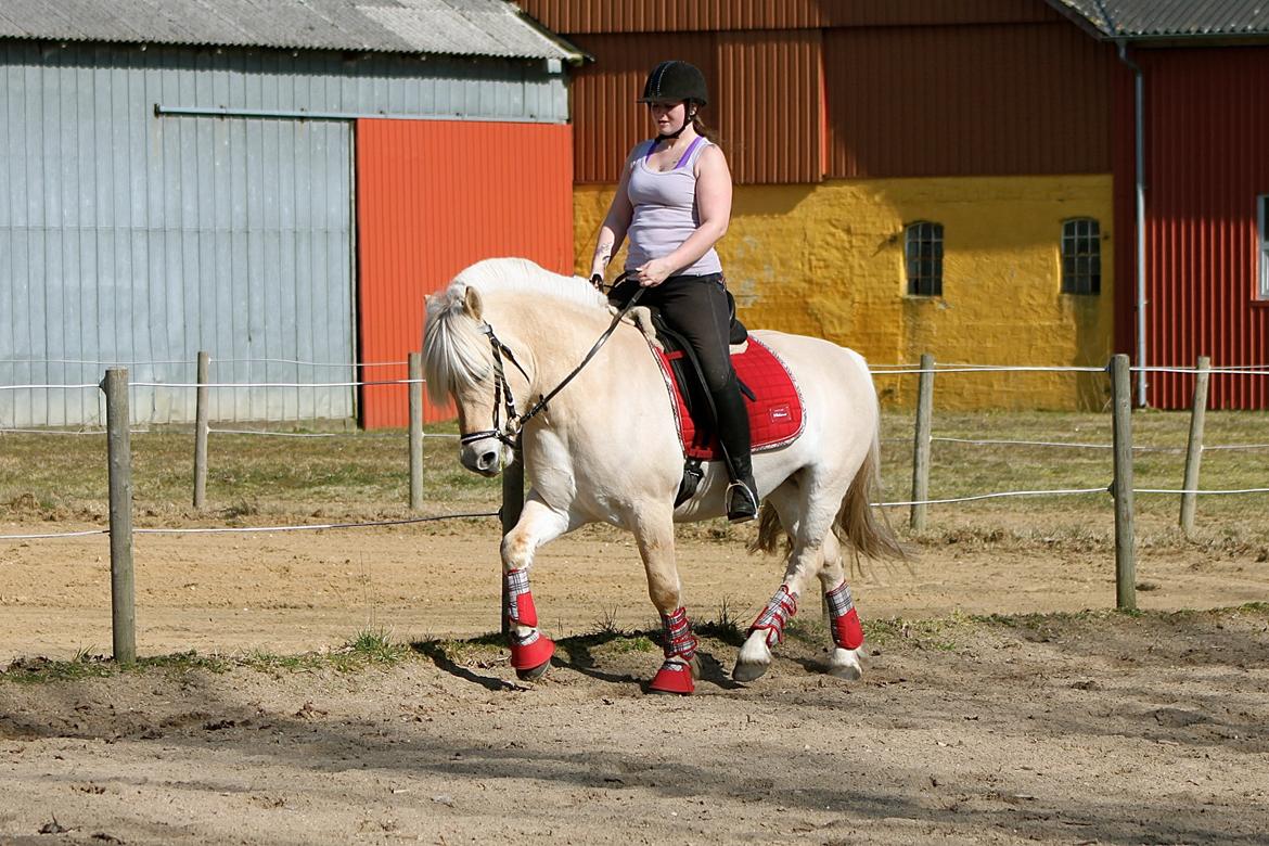 Fjordhest Højgaards Krokant billede 19