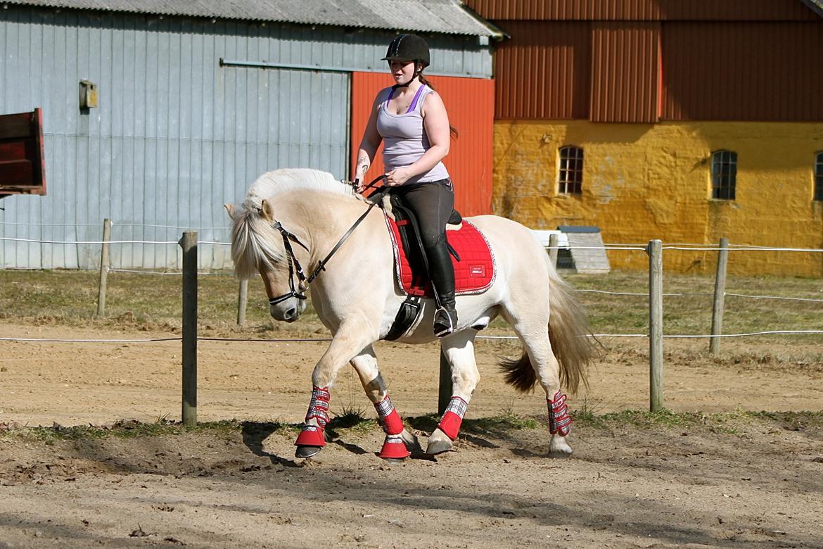 Fjordhest Højgaards Krokant billede 30
