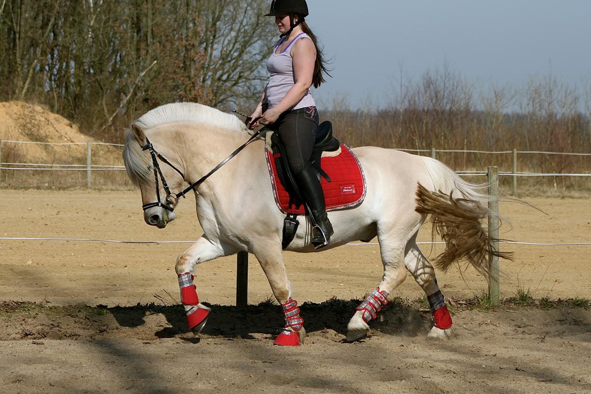 Fjordhest Højgaards Krokant billede 26