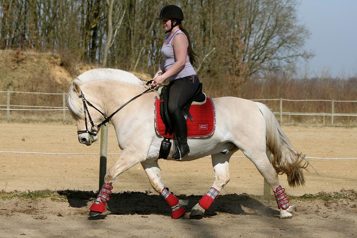 Fjordhest Højgaards Krokant billede 32