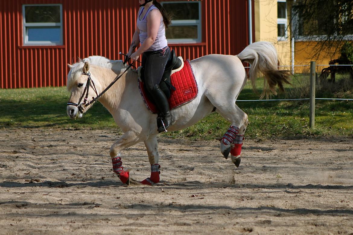 Fjordhest Højgaards Krokant - Vildbasse! billede 34