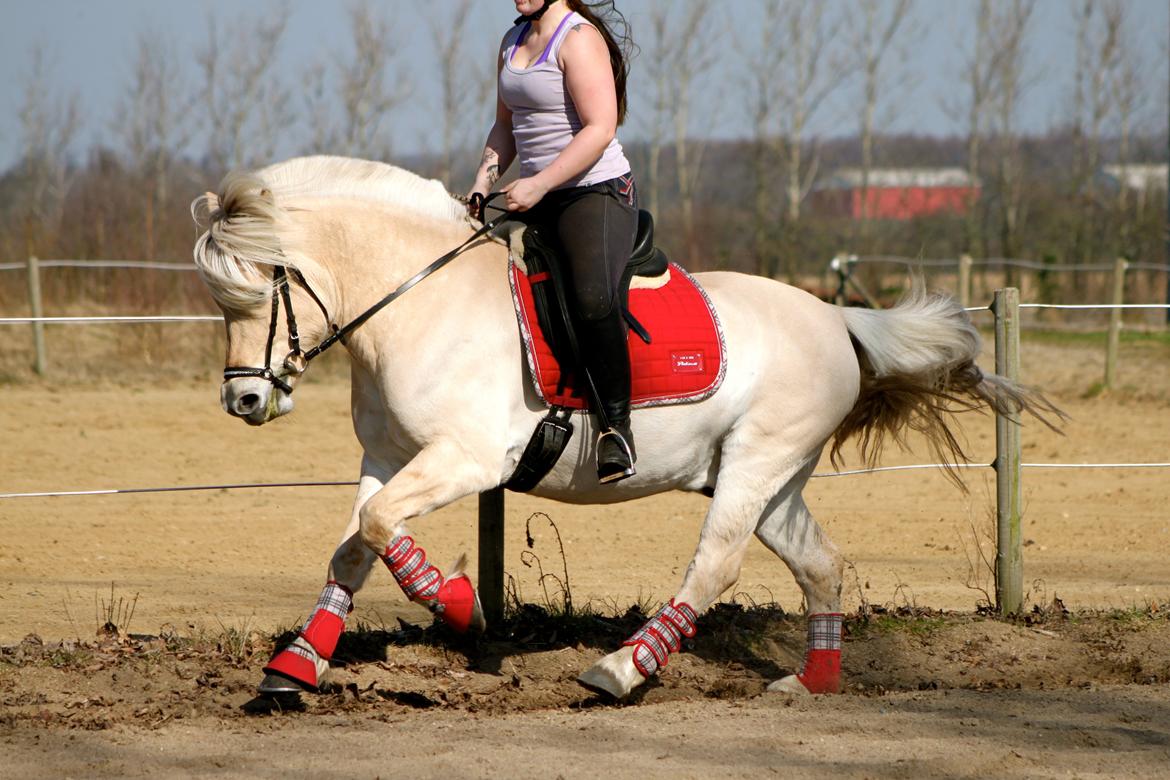 Fjordhest Højgaards Krokant billede 7