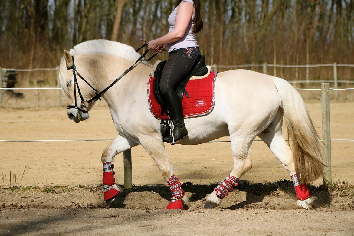 Fjordhest Højgaards Krokant billede 25