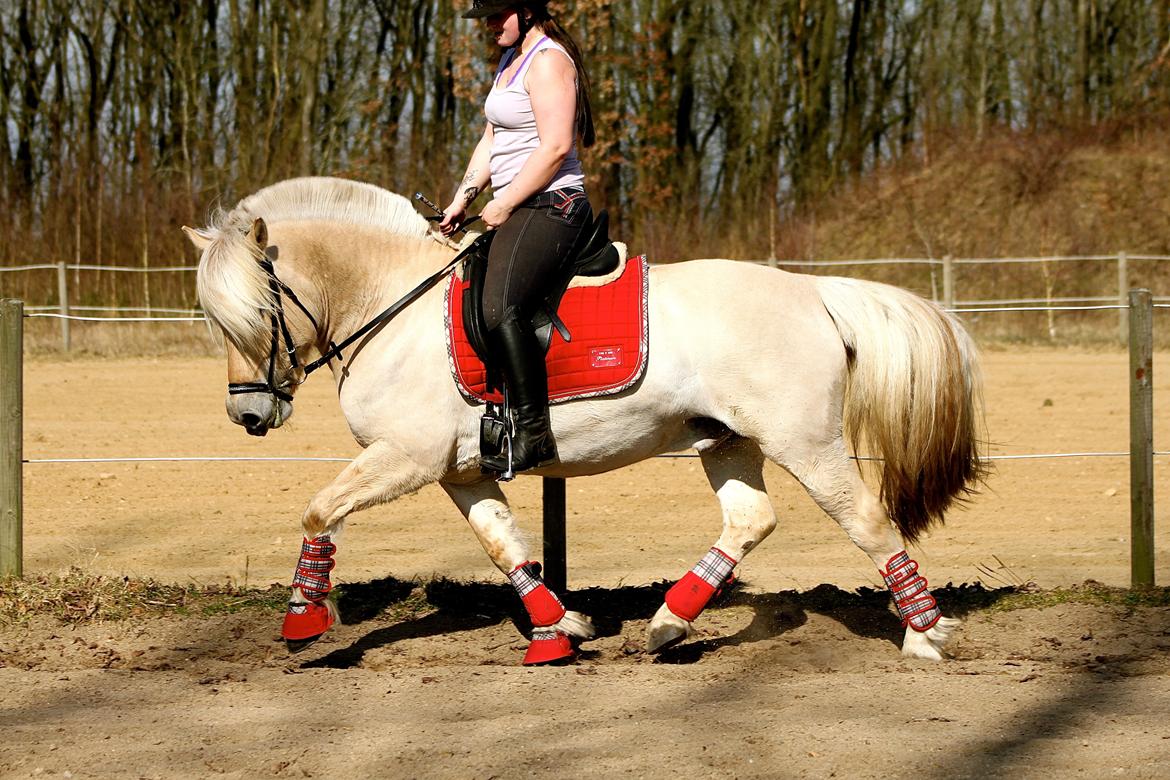 Fjordhest Højgaards Krokant billede 2