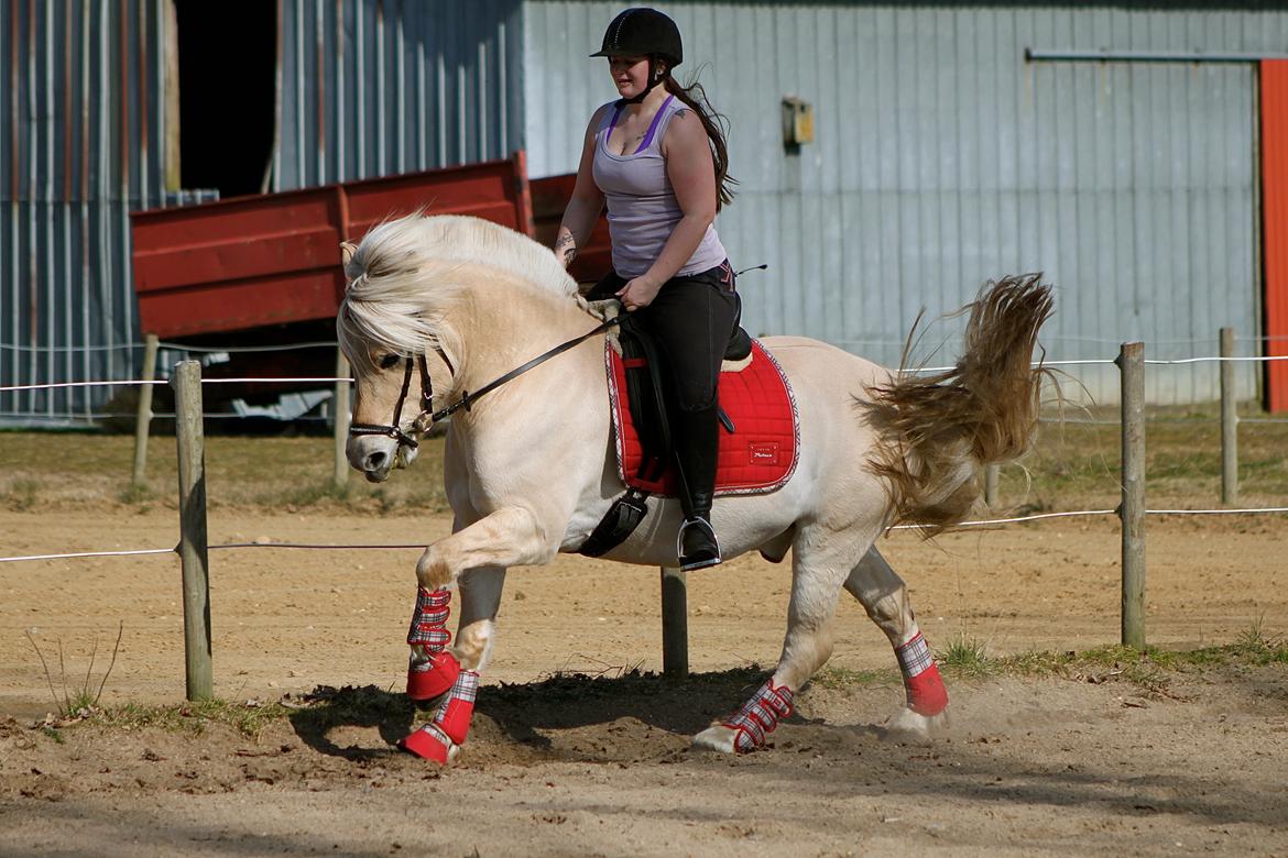Fjordhest Højgaards Krokant billede 28