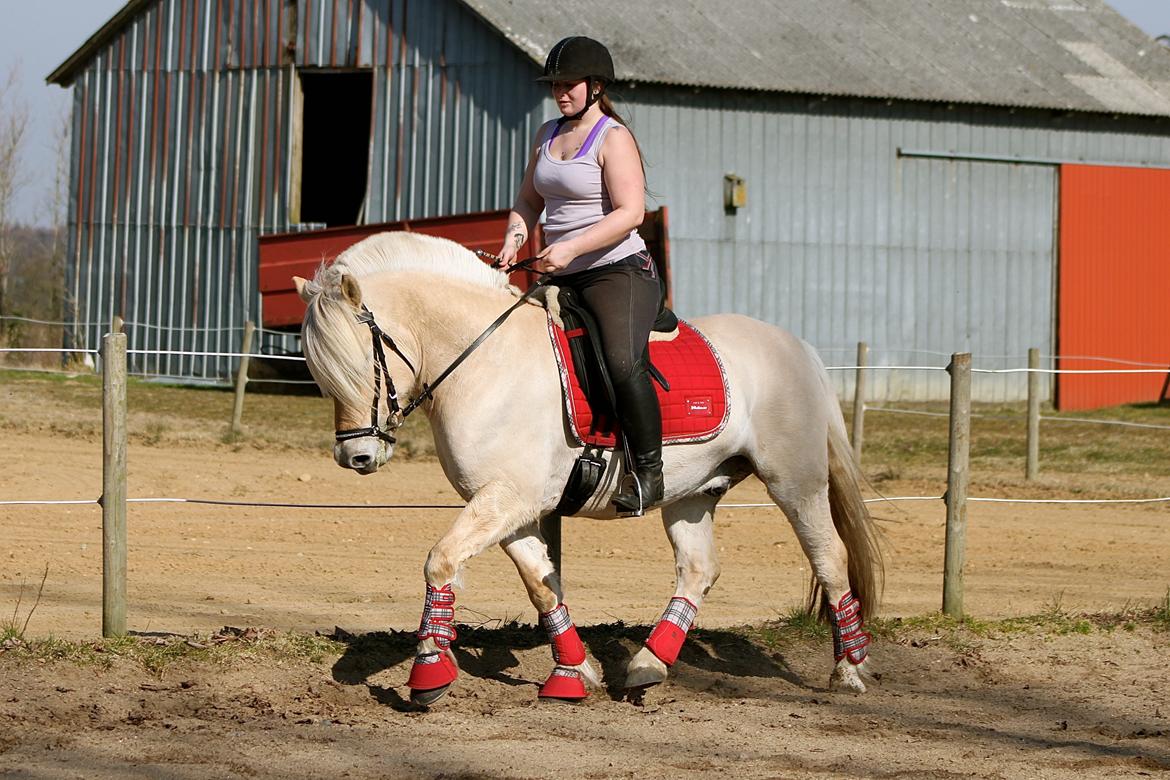 Fjordhest Højgaards Krokant billede 31